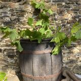 Harvest rack, wooden barrel