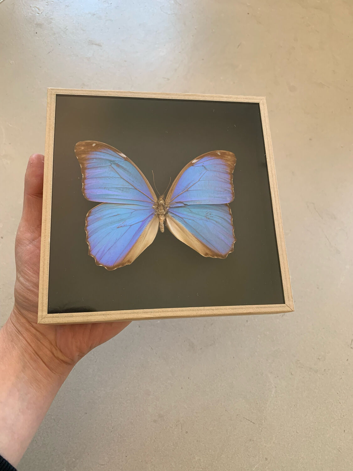 Butterfly naturalized iridescent under glass 16x16cm