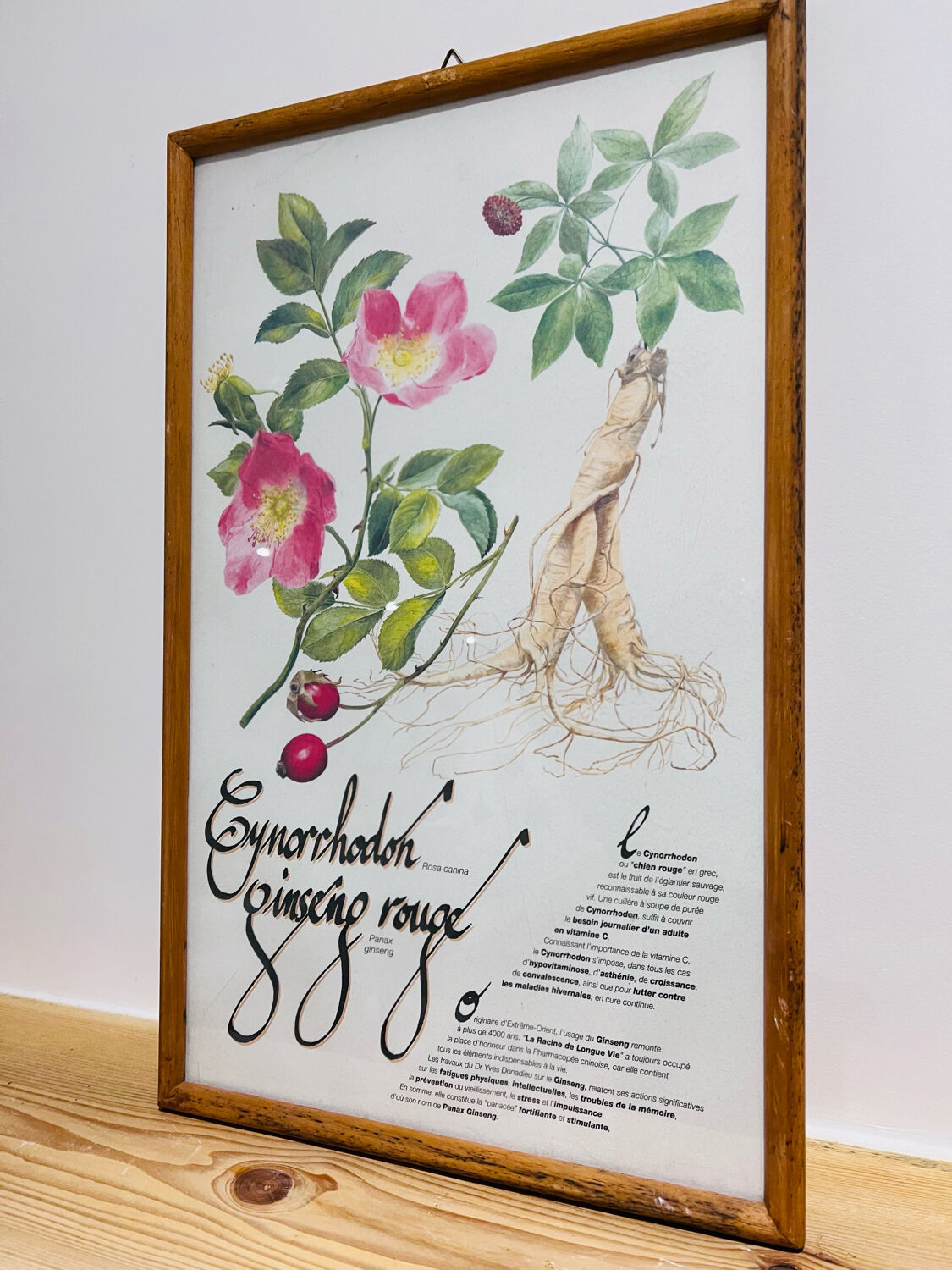 Cynorrondon and red ginseng pharmacy herbarium frame