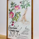 Cynorrondon and red ginseng pharmacy herbarium frame