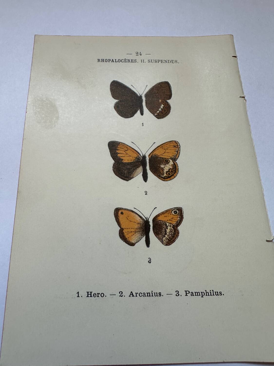 Botanical engraving butterflies double-sided naturalist plate Etching