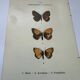 Botanical engraving butterflies double-sided naturalist plate Etching