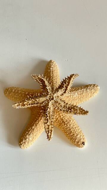 Vintage starfish