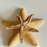 Vintage starfish