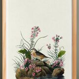 Poster about the Yellow-winged Bunting, based on an old engraving from 1827.