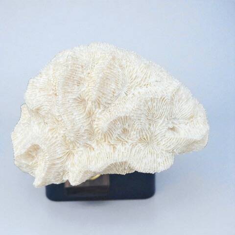 Antique natural white wave coral on wooden base cabinet of curiosities