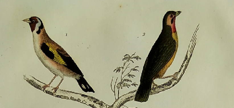 Original ornithological plate " Goldfinch - Grand Tangara -&c..." Buffon (1837)