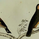 Original ornithological plate " Goldfinch - Grand Tangara -&c..." Buffon (1837)