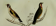 Original ornithological plate " Goldfinch - Grand Tangara -&c..." Buffon (1837)