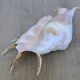 Great Shell – Giant Scallop Lambis truncata - Exceptional 37 cm