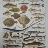 Fish lithograph from 1948