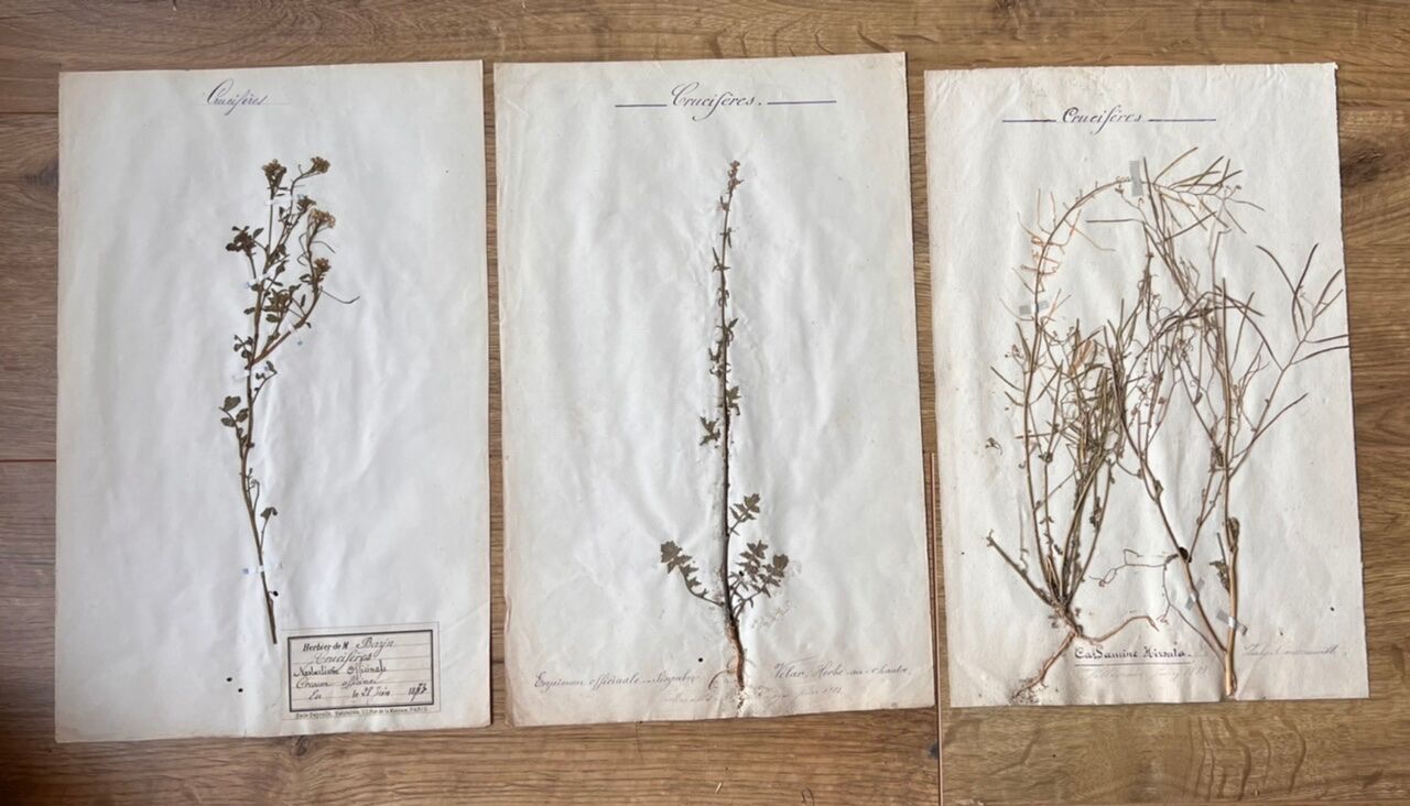 Set of 3 herbarium boards Deyrolle 19th century
