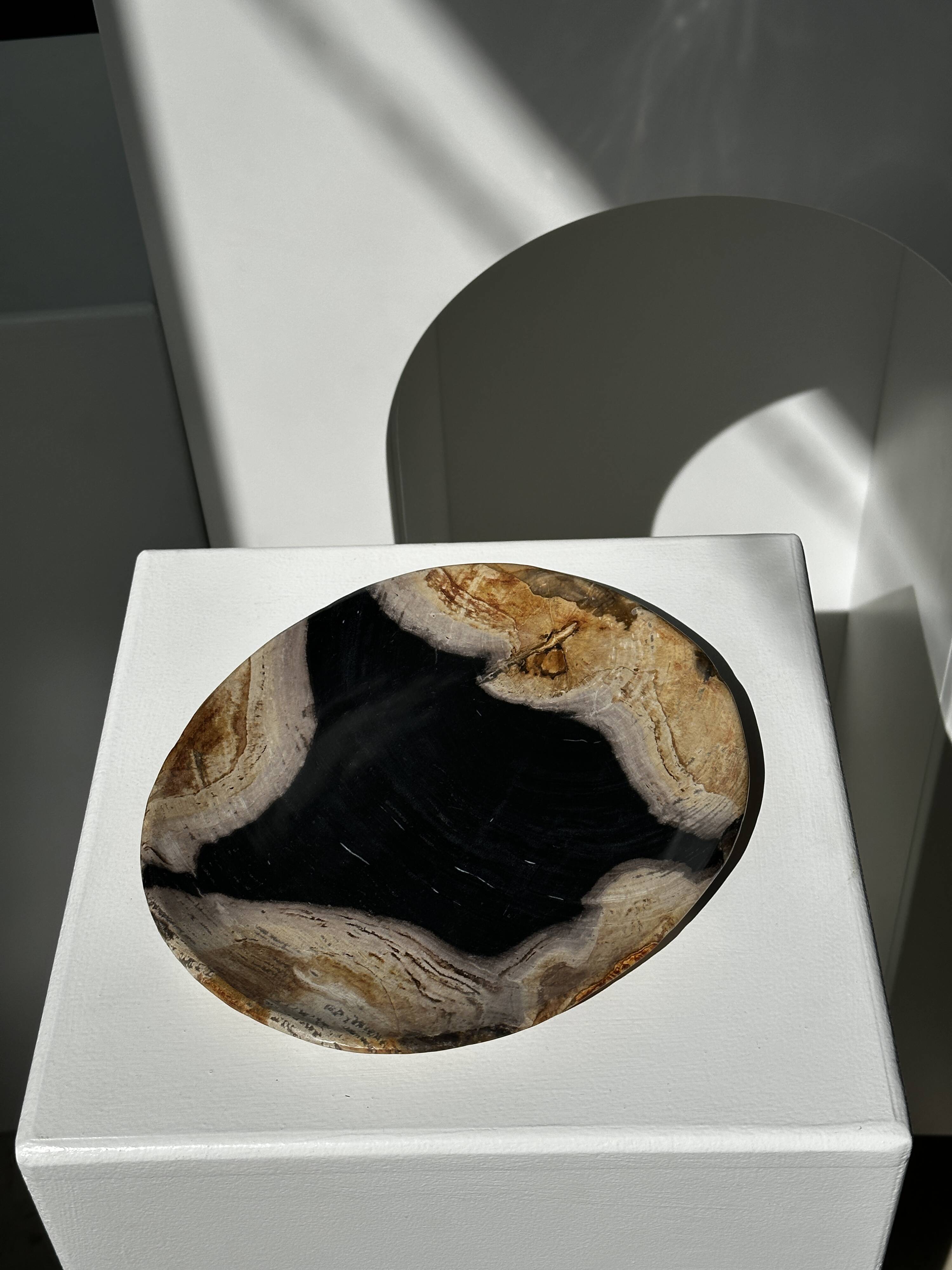 Empty pocket or dish in medium petrified wood