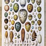 Egg poster, based on a 1928 lithograph