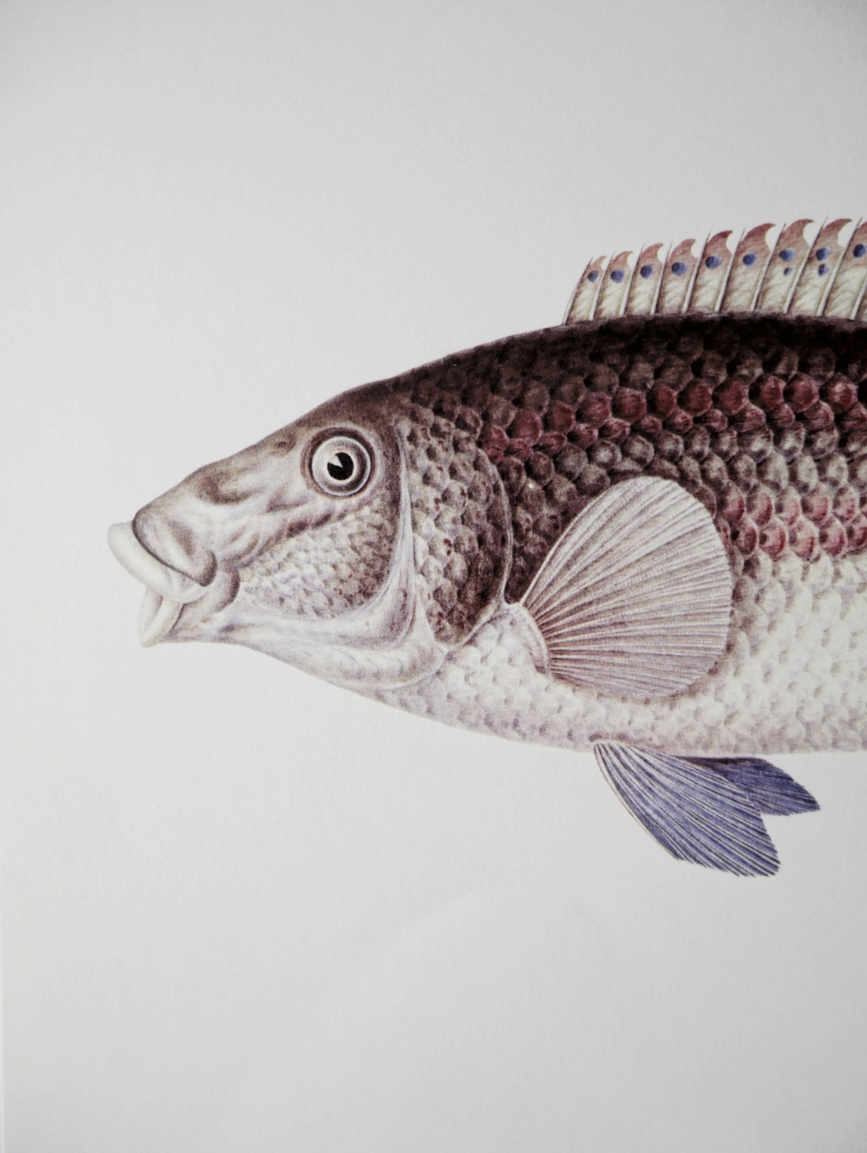 Planches de bestiaire museum d'histoire naturelle Le labre paon
