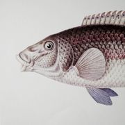 Plates of the bestiary from the Natural History Museum The peacock wrasse