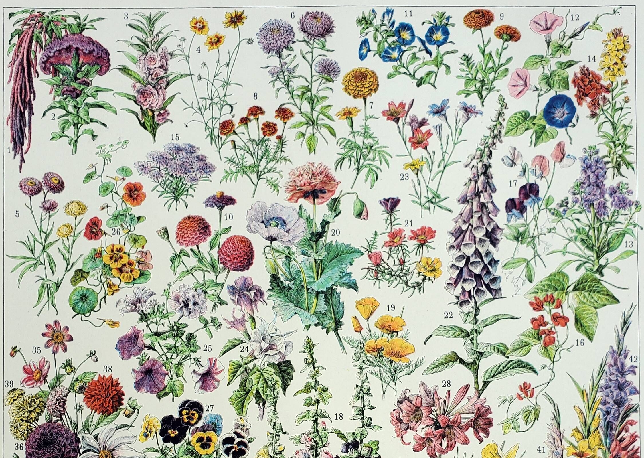 Antique engraving 1928, Flower 1, plant, flowerbed, horticulture • Lithograph, original illustration