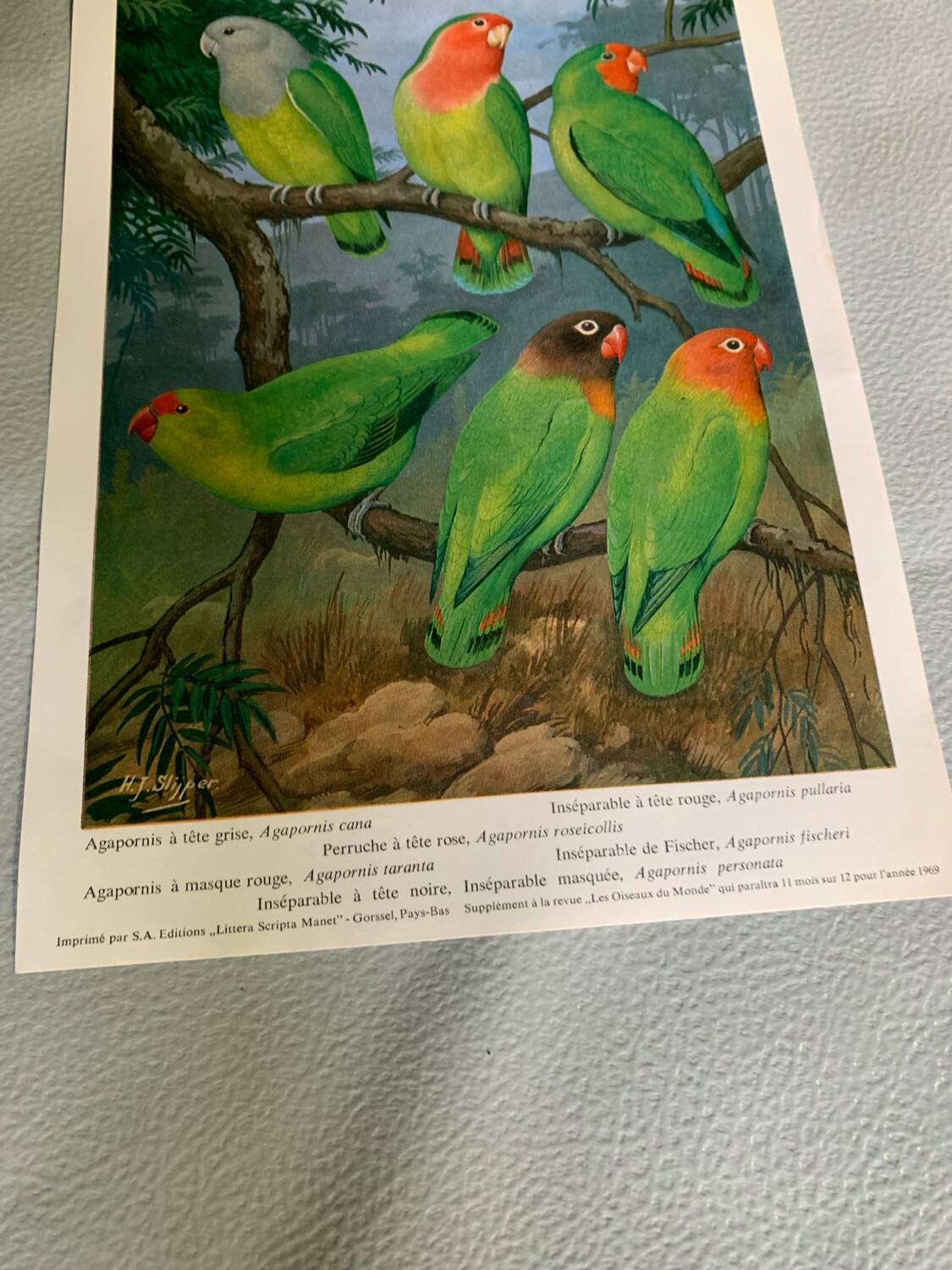 Poster "The Birds of the World" - 1969