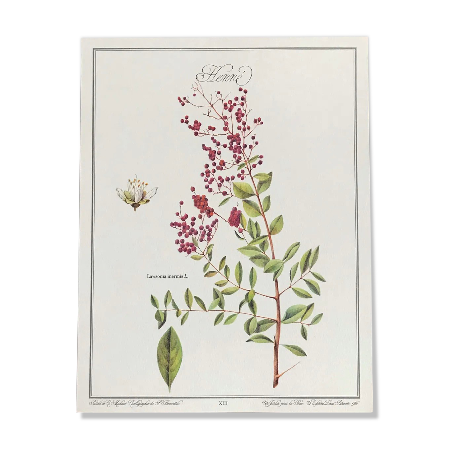 Botanical plate henna