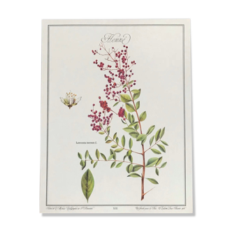 Planche botanique le Henné