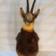 Trophée de chasse - tête de chamois