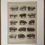 Lithograph on pigs and pigs from 1921
