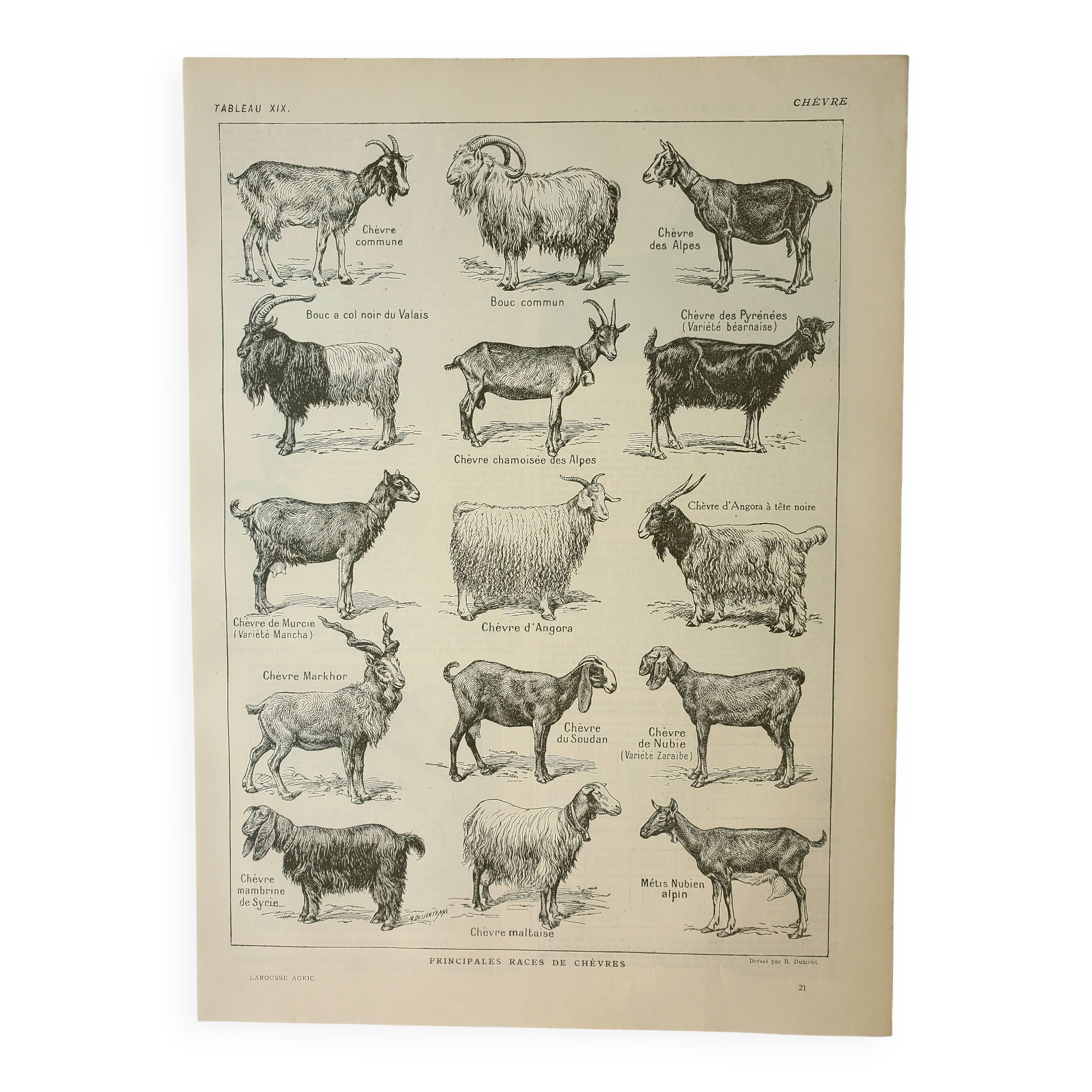 Old engraving 1922 M. Dessertenne - Goats, main breeds, caprines,