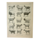 Old engraving 1922 M. Dessertenne - Goats, main breeds, caprines,