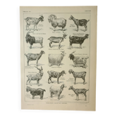 Gravure ancienne 1922 M. Dessertenne - Chèvres, principales races, caprins