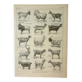 Old engraving 1922 M. Dessertenne - Goats, main breeds, caprines,