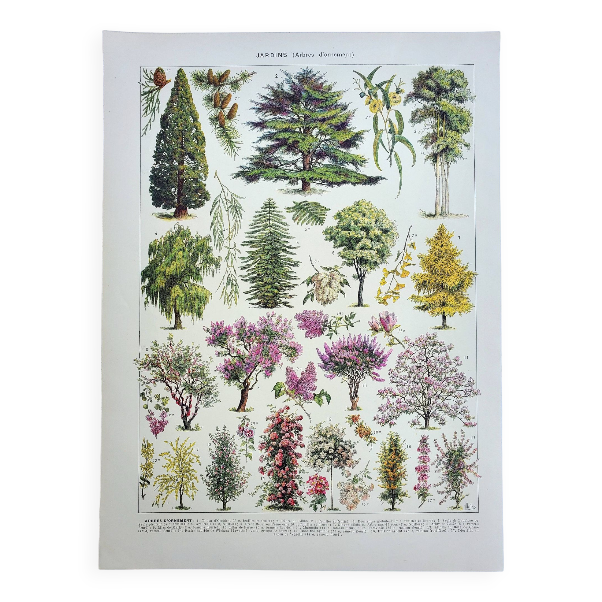 Old engraving 1928, Gardens 1, ornamental trees, plants • Lithograph, Original plate