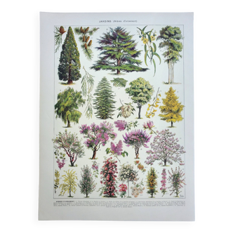 Gravure ancienne 1928, Jardins 1, arbres d'ornement, plantes • Lithographie, Planche originale