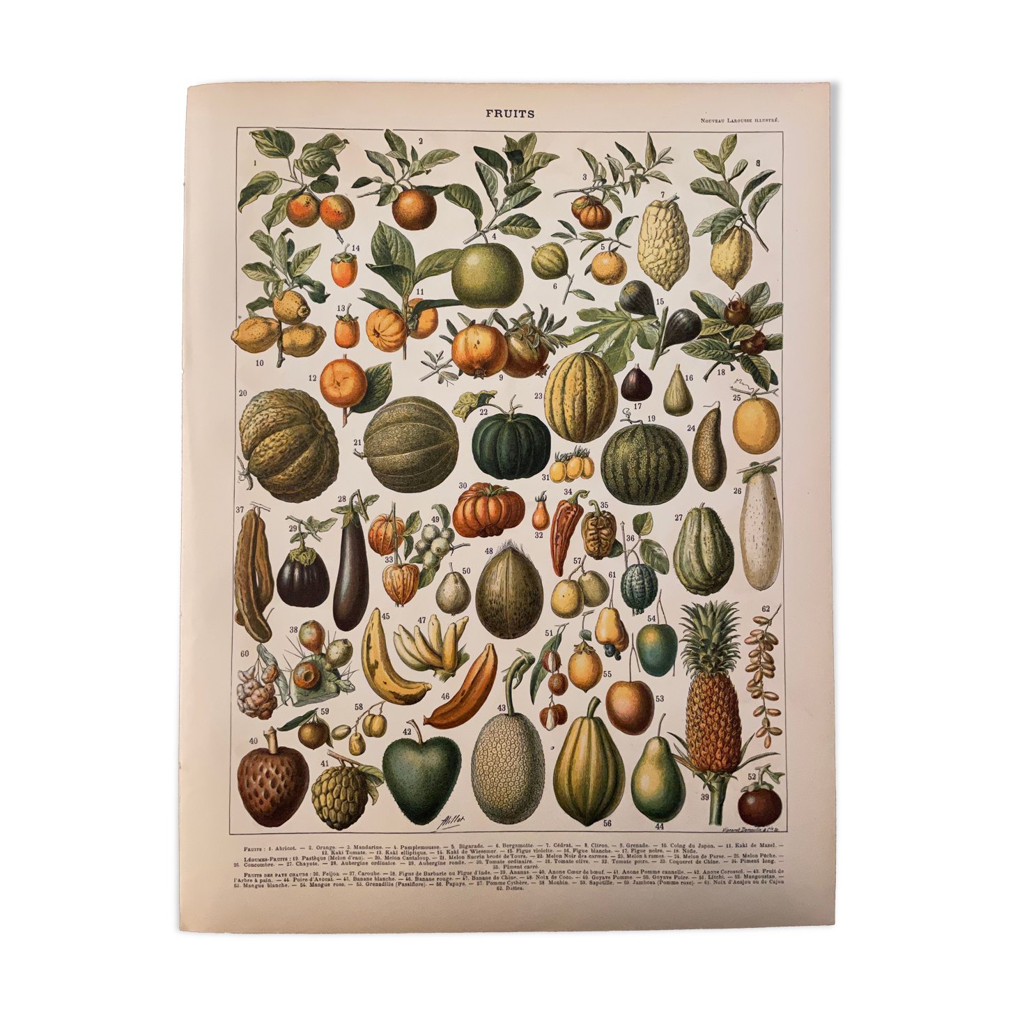 Lithograph engraving on fruits (melon) from 1897