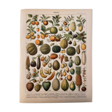 Lithograph engraving on fruits (melon) from 1897