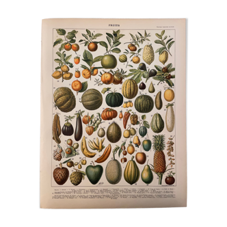 Lithographie gravure sur les fruits (melon) de 1897