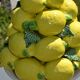 Centrepiece lemons/large fruit bowl in majolica