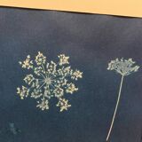 Cyanotype fleurs de carottes