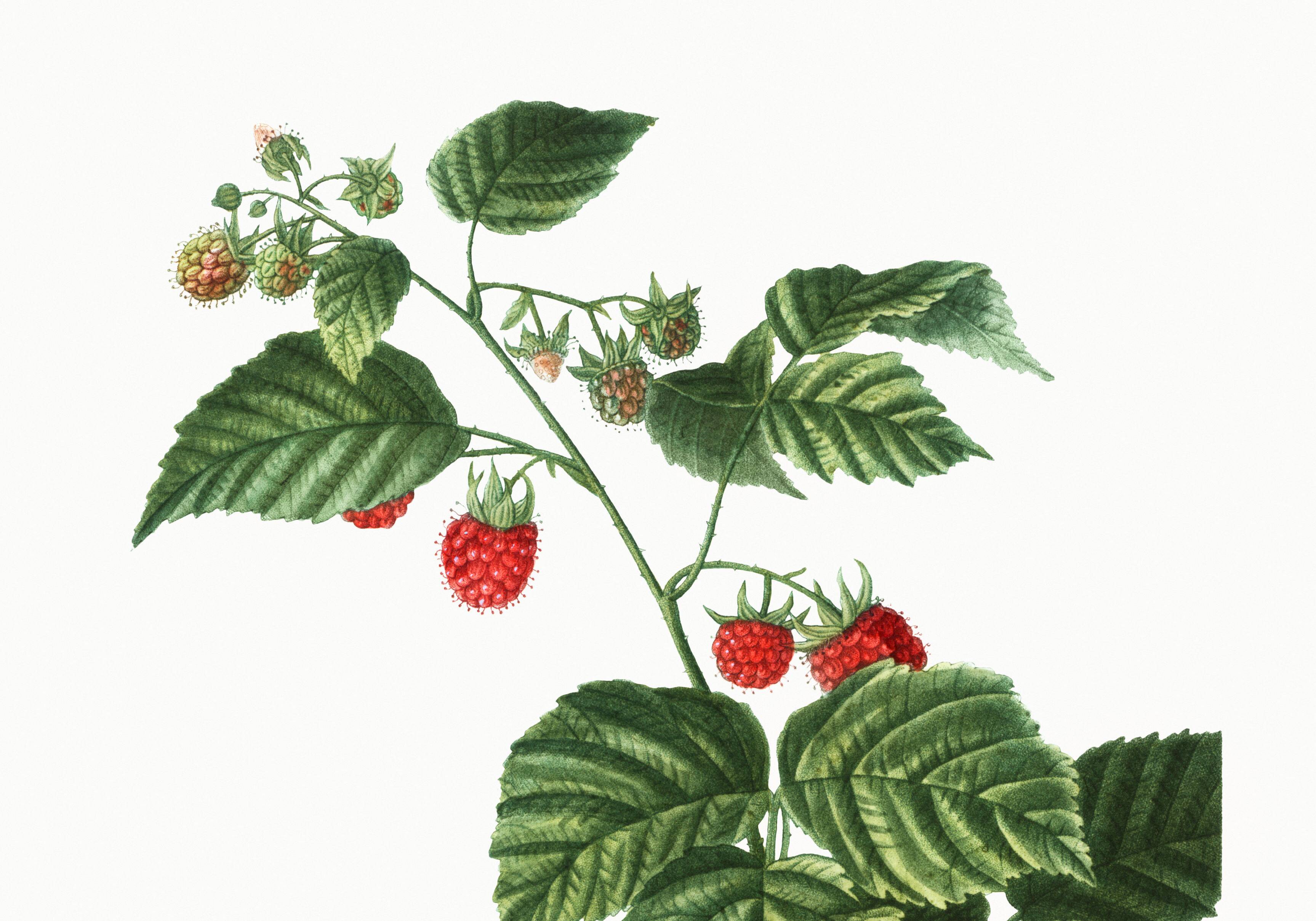 Botanical poster about raspberries, based on an old engraving from 1802