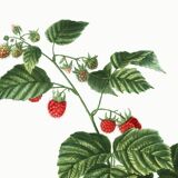 Botanical poster about raspberries, based on an old engraving from 1802