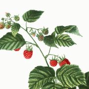 Botanical poster about raspberries, based on an old engraving from 1802
