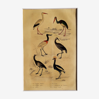 Original ornithological plate " Stork white, black - Jaribu -&c..." Buffon (1837)