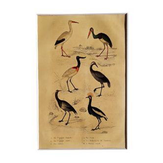 Original ornithological plate " Stork white, black - Jaribu -&c..." Buffon (1837)