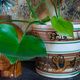 XXL ceramic planter from Saint-Pair-Sur-Mer from the NEUSTRICER earthenware factory, 1960s