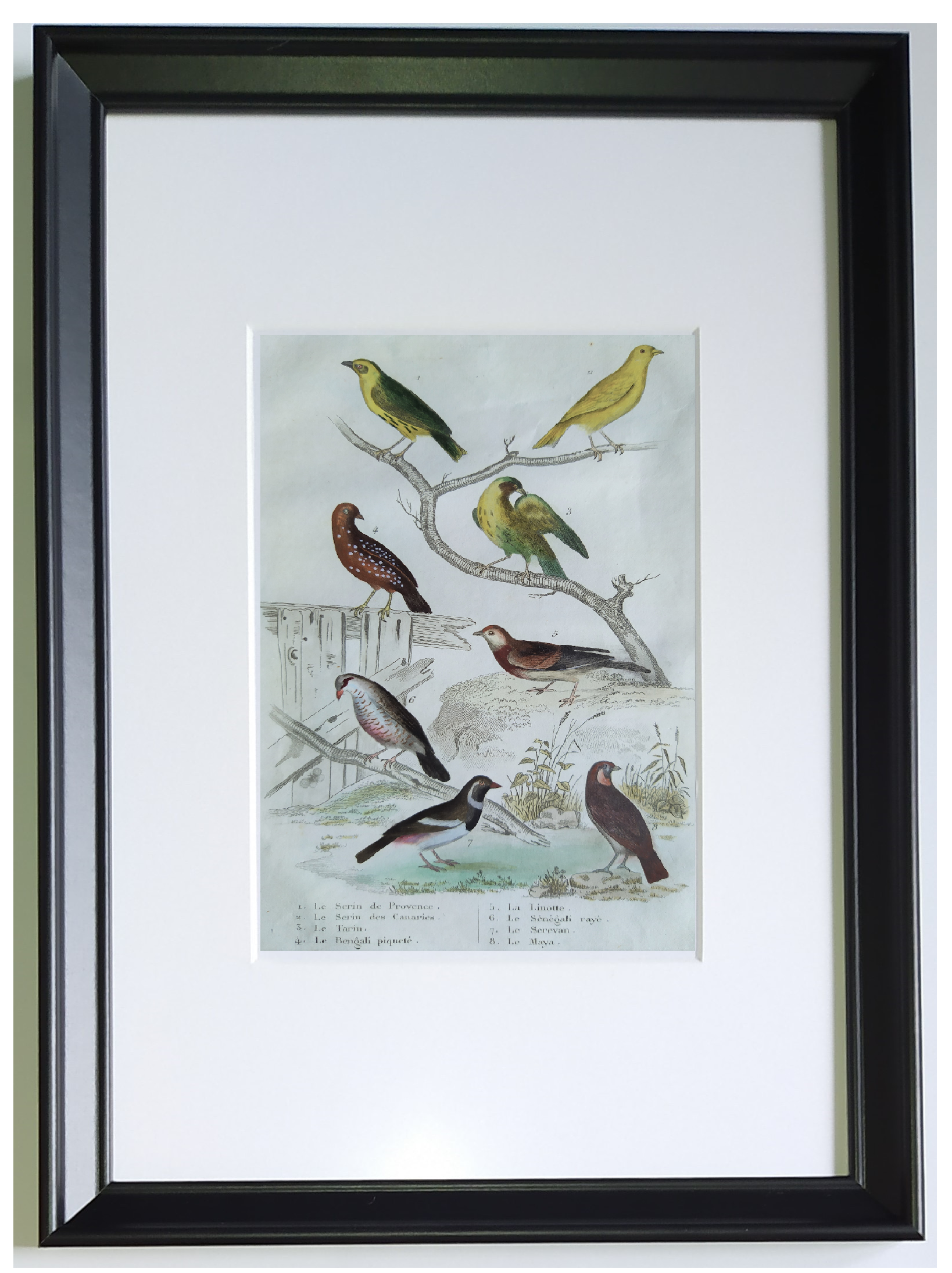 6 original ornithological plates "Buffon 1837"