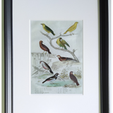 6 original ornithological plates "Buffon 1837"