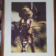 Dragonfly vintage photo painting