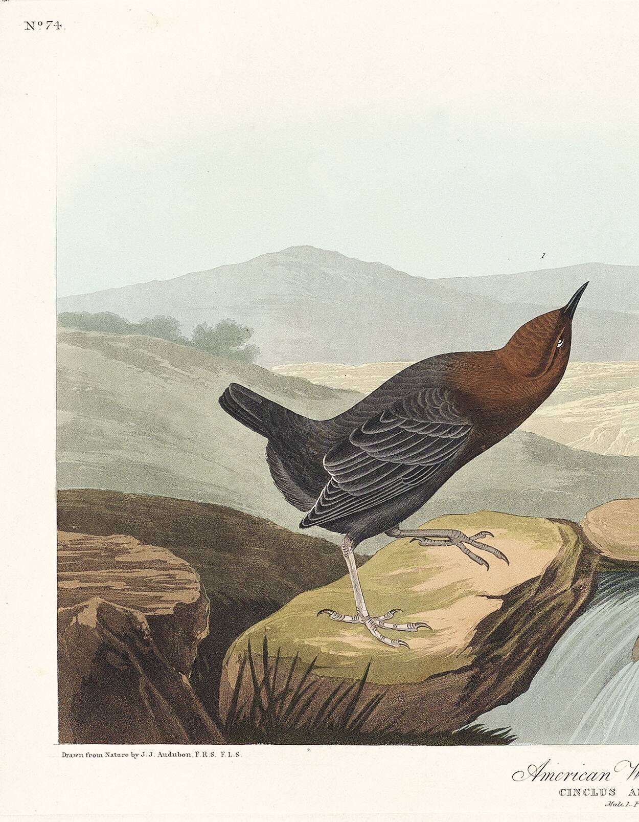 Affiche sur le Cincle d’Amérique, d’après une gravure ancienne de 1827.