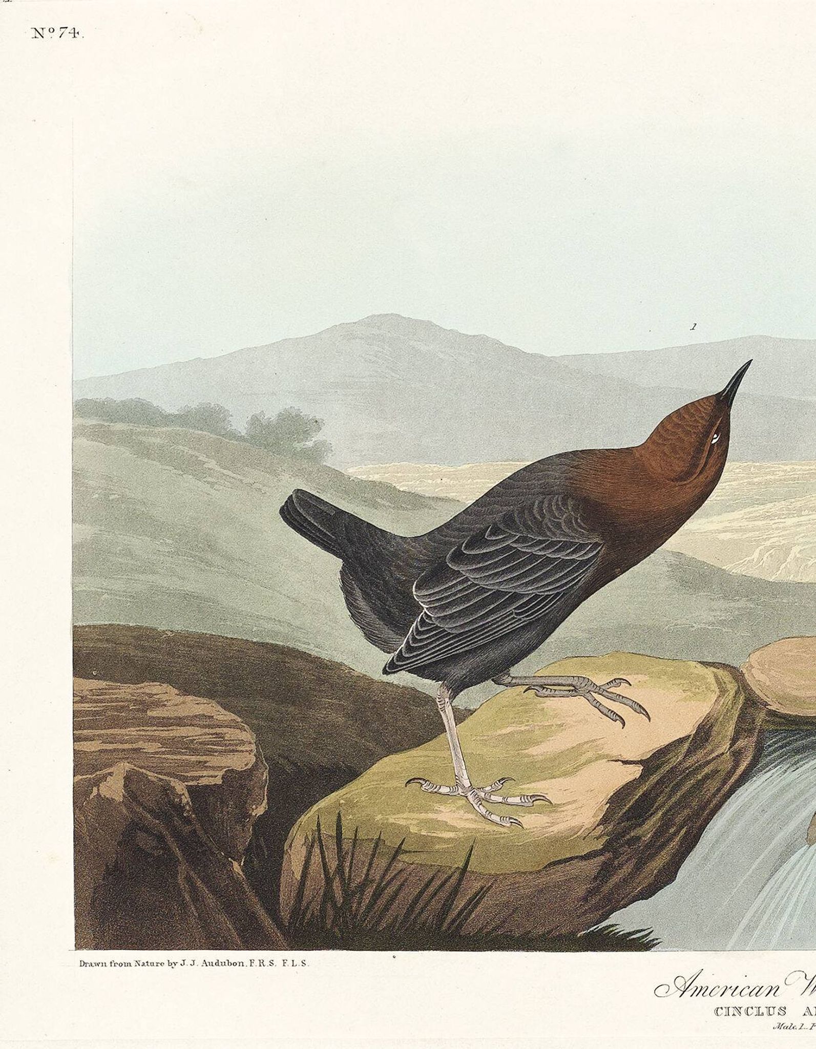 Poster about the American ring-eared cat, based on an old engraving from 1827.