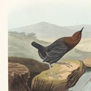 Poster about the American ring-eared cat, based on an old engraving from 1827.