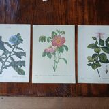 Set of 3 botanical posters - rose, gardenia, sonchus flowers